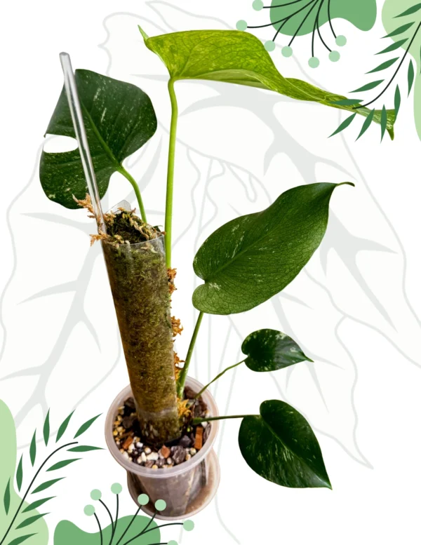 Monstera Mint Variegata Ø-6cm H-20cm - obrazek 5