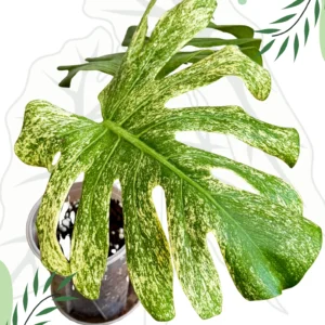 Monstera White Monster Variegata Ø-12cm H-25cm
