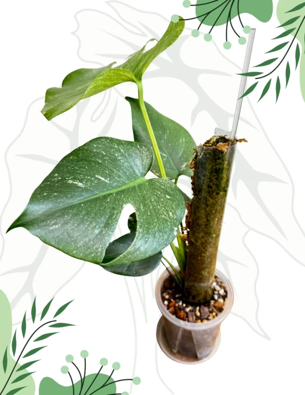 Monstera Mint Variegata Ø-6cm H-20cm - obrazek 4