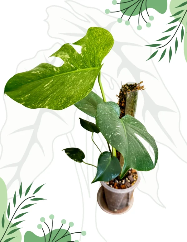 Monstera Mint Variegata Ø-6cm H-20cm - obrazek 3