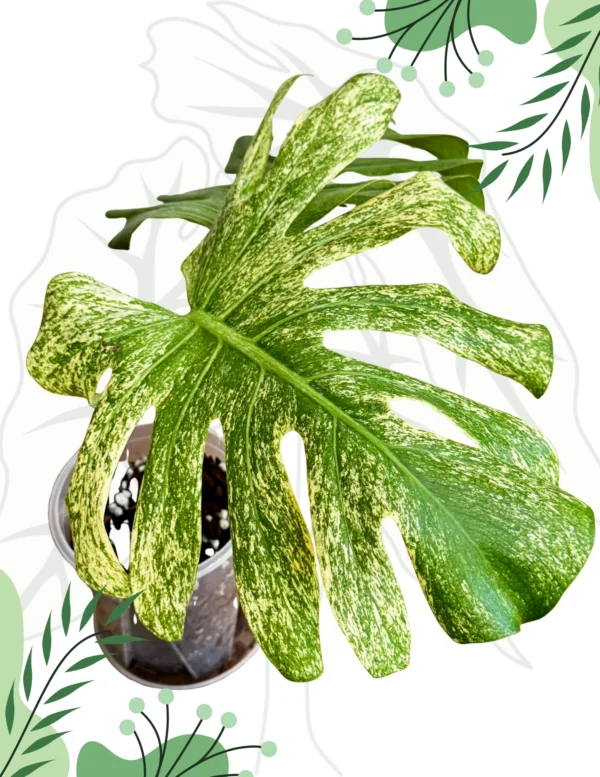 Monstera White Monster Variegata Ø-12cm H-25cm