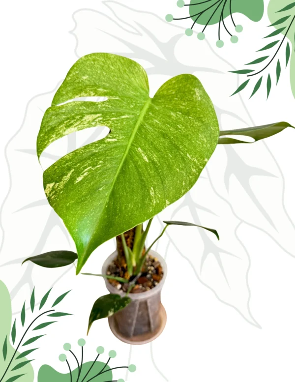 Monstera Mint Variegata Ø-6cm H-20cm - obrazek 7