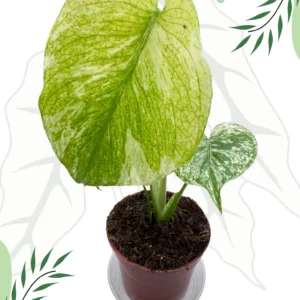 Monstera Mint Variegata Ø-9cm H-20cm - Borośliny