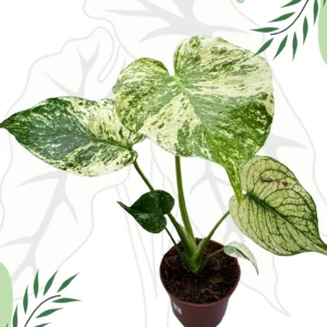 Monstera Mint Variegata Ø-9cm H-20cm