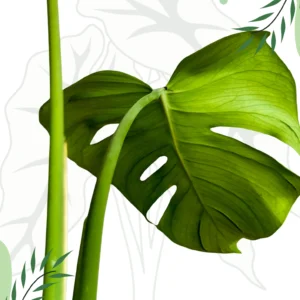Monstera Tattoo -12cm H-45cm - Boroliny