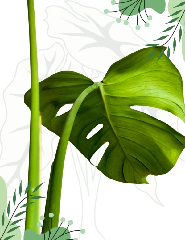 Monstera Tattoo Ø-12cm H-45cm - obrazek 5