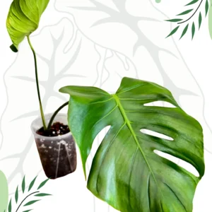Monstera Tattoo Ø-12cm H-45cm