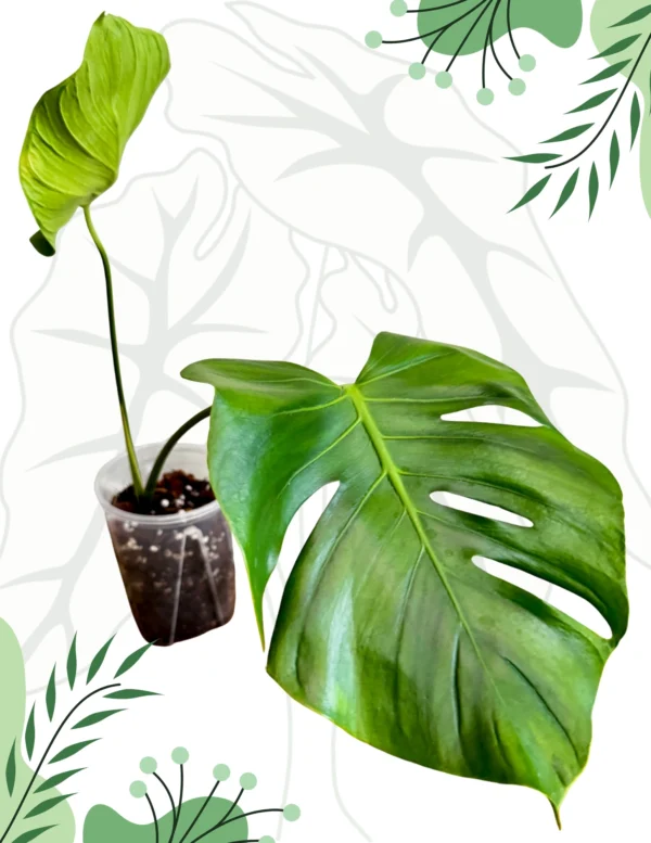 Monstera Tattoo Ø-12cm H-45cm