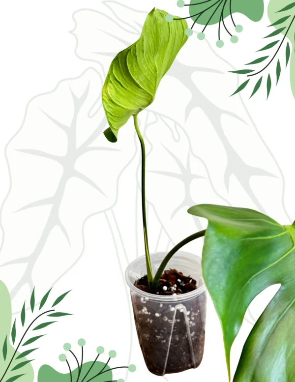 Monstera Tattoo Ø-12cm H-45cm - obrazek 2
