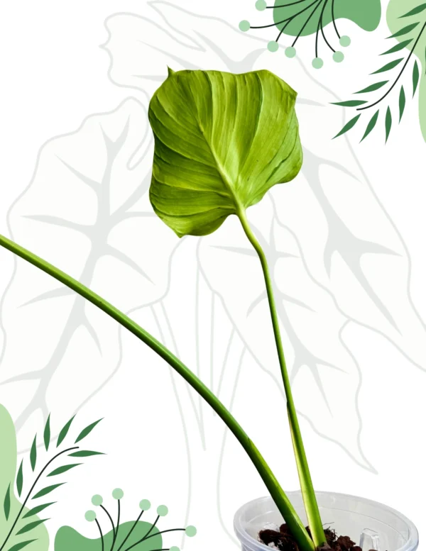 Monstera Tattoo Ø-12cm H-45cm - obrazek 4