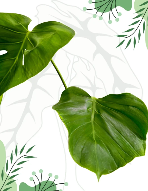Monstera Tattoo Ø-0cm H-45cm - obrazek 3