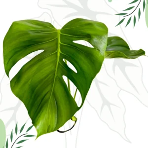 Monstera Tattoo Ø-0cm H-45cm