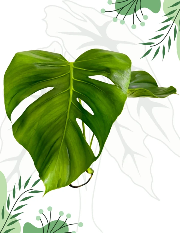 Monstera Tattoo Ø-0cm H-45cm