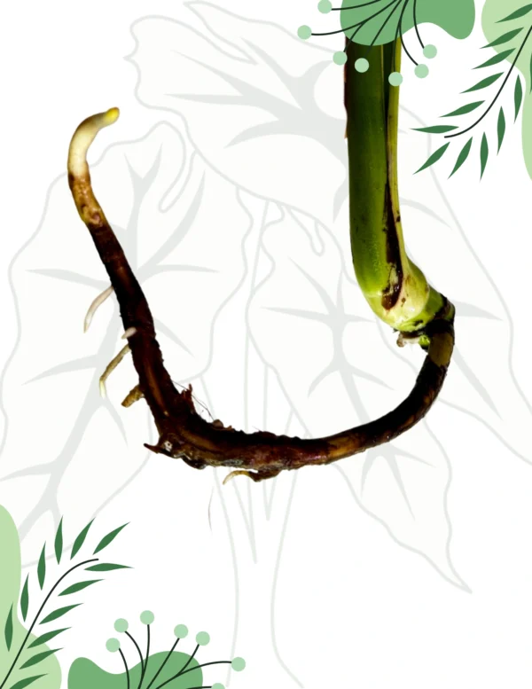 Monstera Tattoo Ø-0cm H-45cm - obrazek 4