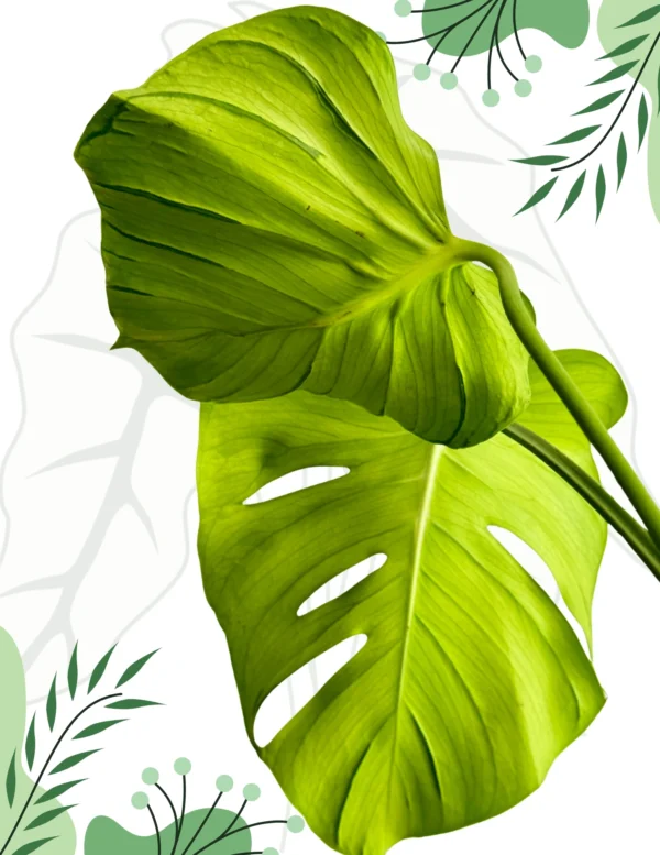Monstera Tattoo Ø-0cm H-45cm - obrazek 2