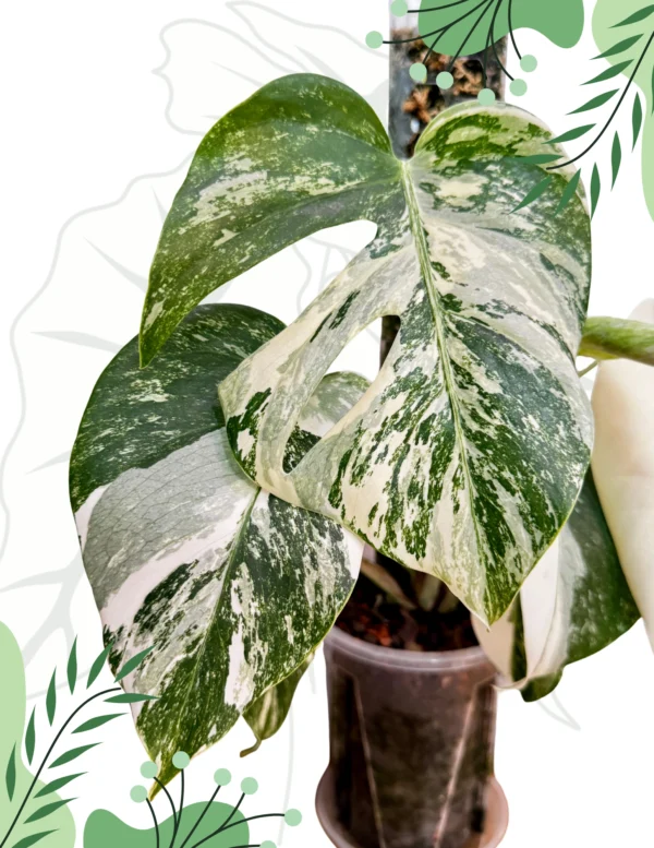 Monstera Deliciosa Variegata Ø-10cm H-30cm - obrazek 7