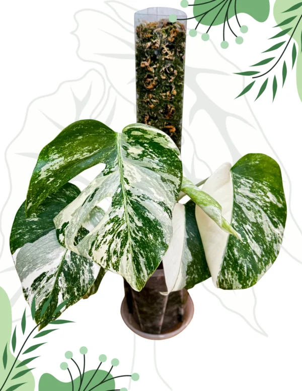 Monstera Deliciosa Variegata Ø-10cm H-30cm - obrazek 6