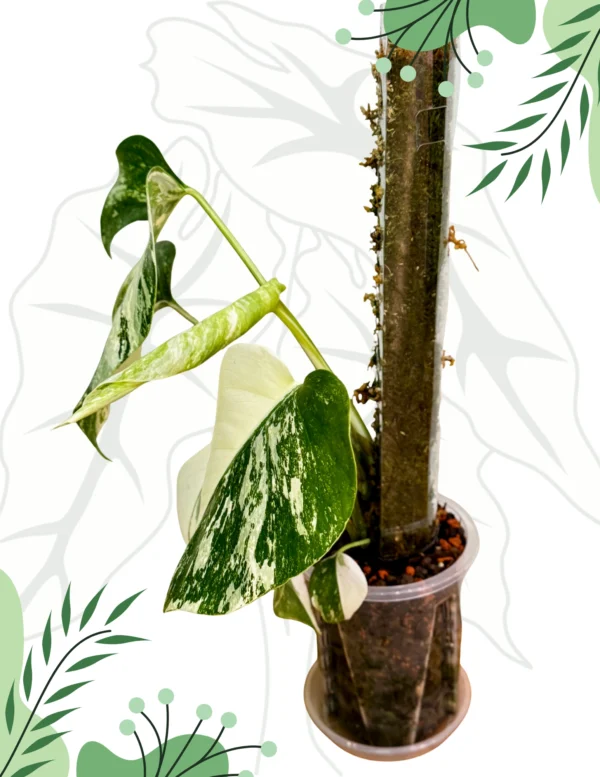 Monstera Deliciosa Variegata Ø-10cm H-30cm - obrazek 5