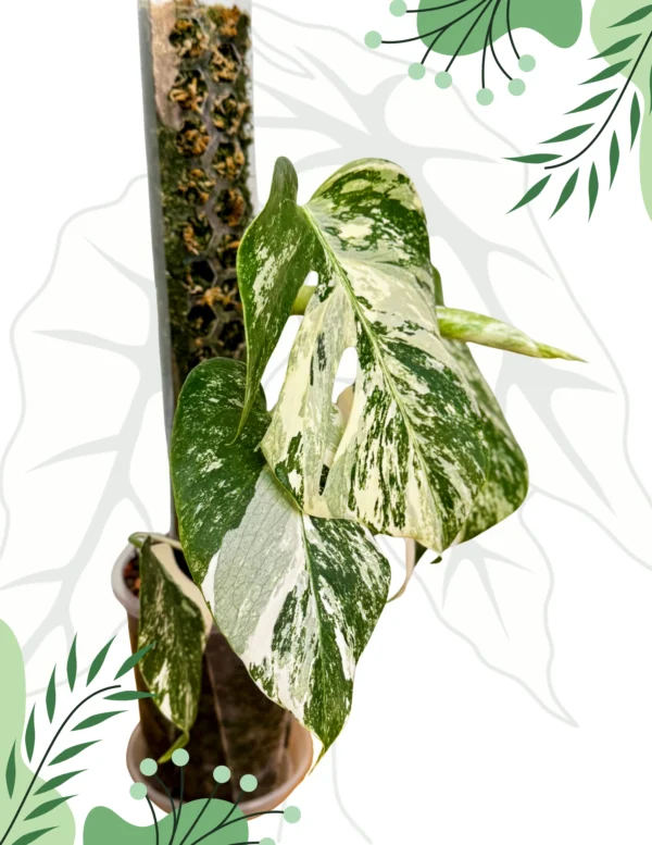 Monstera Deliciosa Variegata Ø-10cm H-30cm - obrazek 4