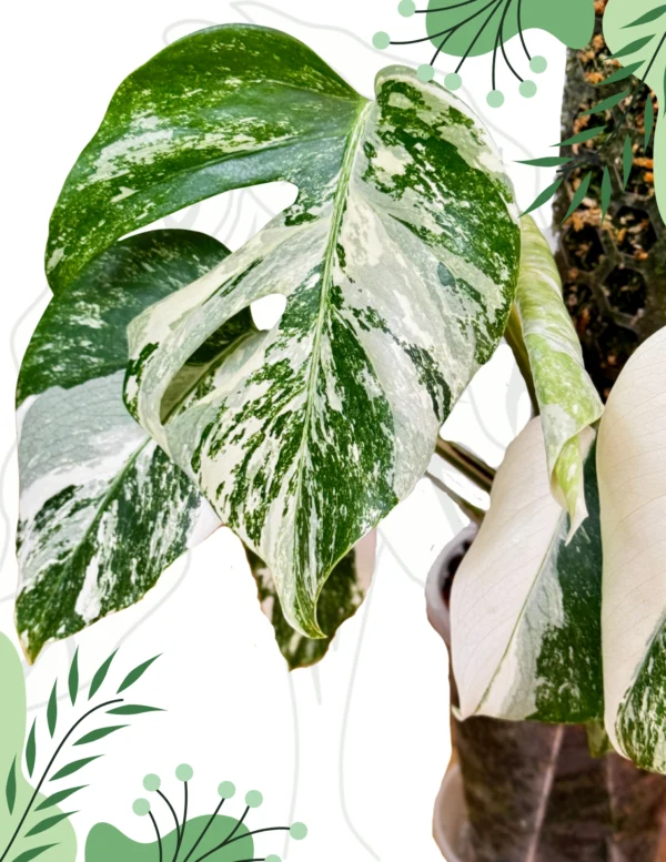 Monstera Deliciosa Variegata Ø-10cm H-30cm - obrazek 3