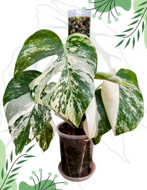 Monstera Deliciosa Variegata Ø-10cm H-30cm