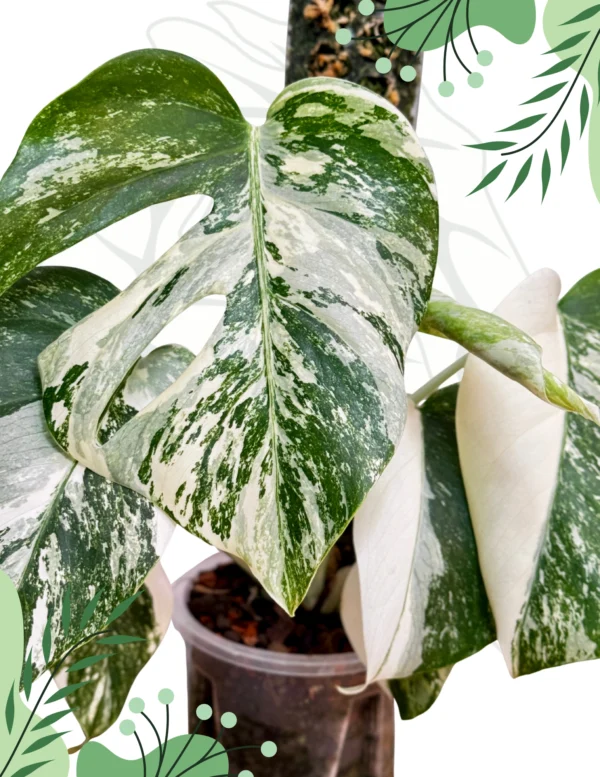 Monstera Deliciosa Variegata Ø-10cm H-30cm - obrazek 2