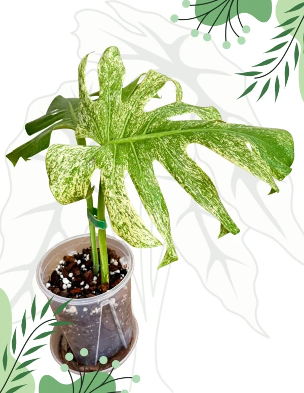 Monstera White Monster Variegata Ø-12cm H-25cm - obrazek 2
