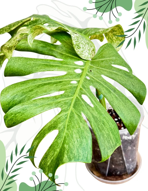 Monstera White Monster Variegata Ø-12cm H-25cm - obrazek 3