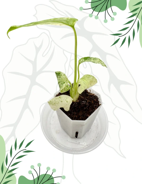 Monstera White Monster Ø-7cm H-11cm - obrazek 2