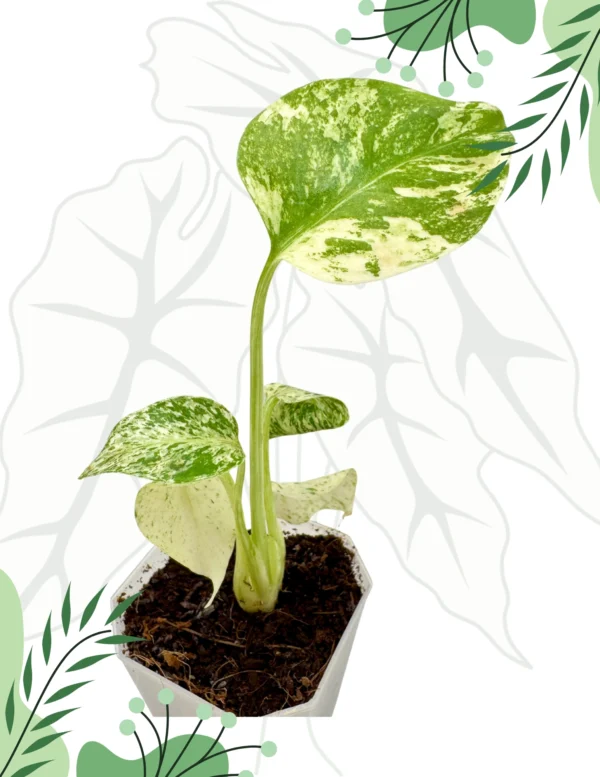 Monstera White Monster Ø-7cm H-11cm