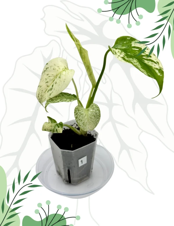 Monstera White Monster Ø-7cm H-15cm