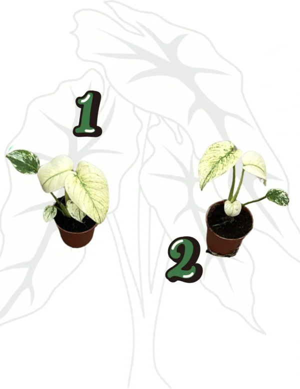 Monstera White Monster -9cm H-20cm - Boroliny