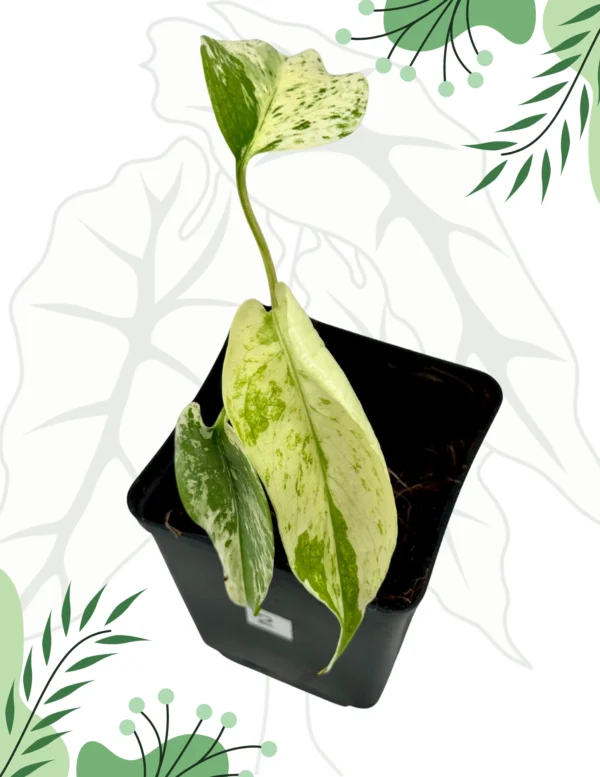 Monstera White Monster Ø-7cm H-15cm - obrazek 2