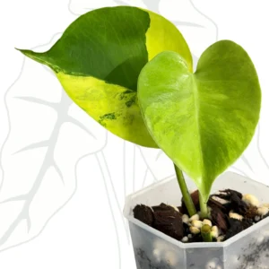 Monstera Yellow Variegata Ø-6cm H-20cm