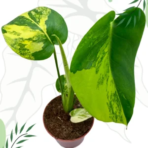 Monstera Yellow Variegata Ø-6cm H-20cm