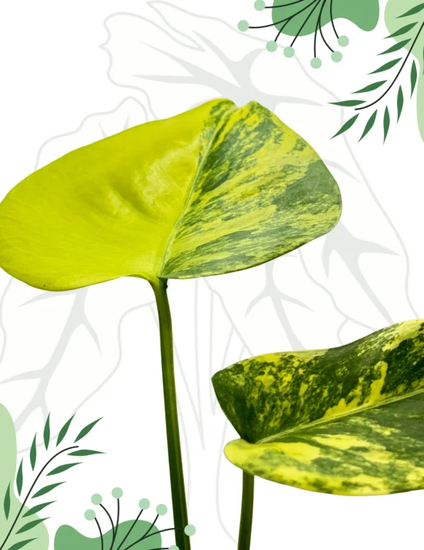 Monstera Yellow Marilyn Variegata Ø-6cm H-20cm - obrazek 6