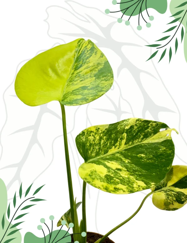 Monstera Yellow Marilyn Variegata Ø-6cm H-20cm - obrazek 5