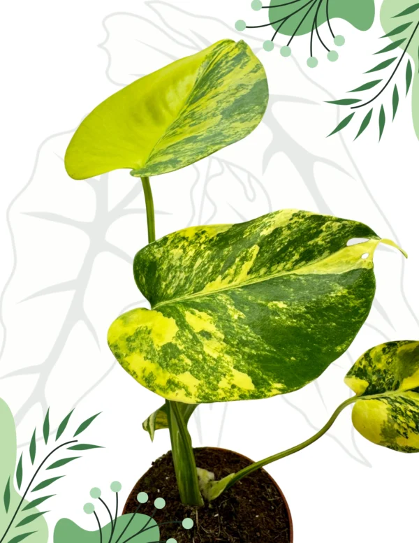 Monstera Yellow Marilyn Variegata Ø-6cm H-20cm - obrazek 4