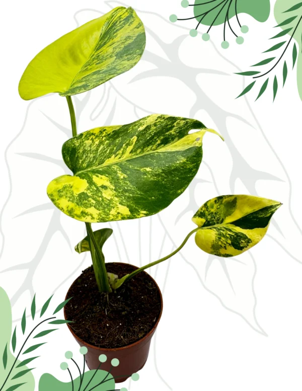 Monstera Yellow Marilyn Variegata Ø-6cm H-20cm - obrazek 3
