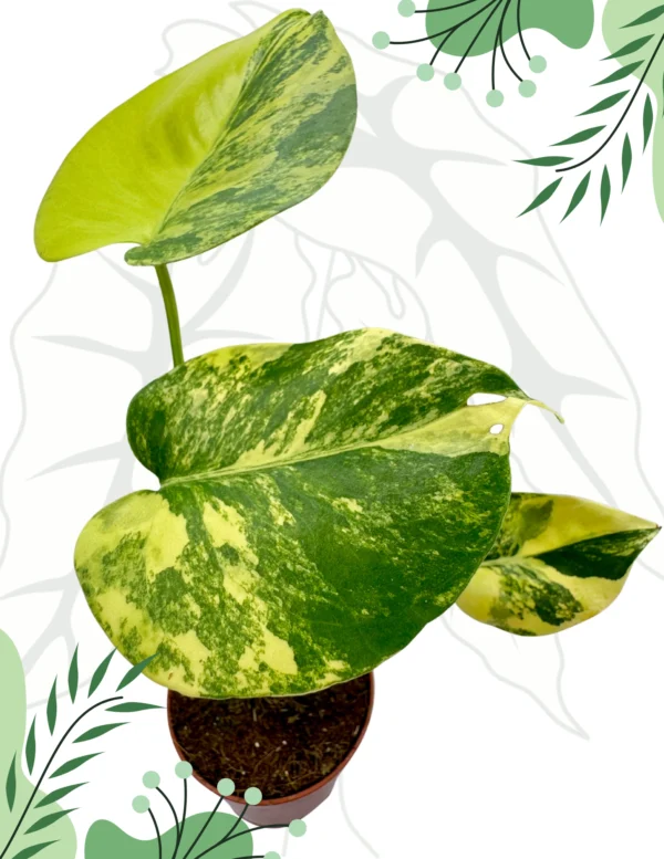 Monstera Yellow Marilyn Variegata Ø-6cm H-20cm - obrazek 2