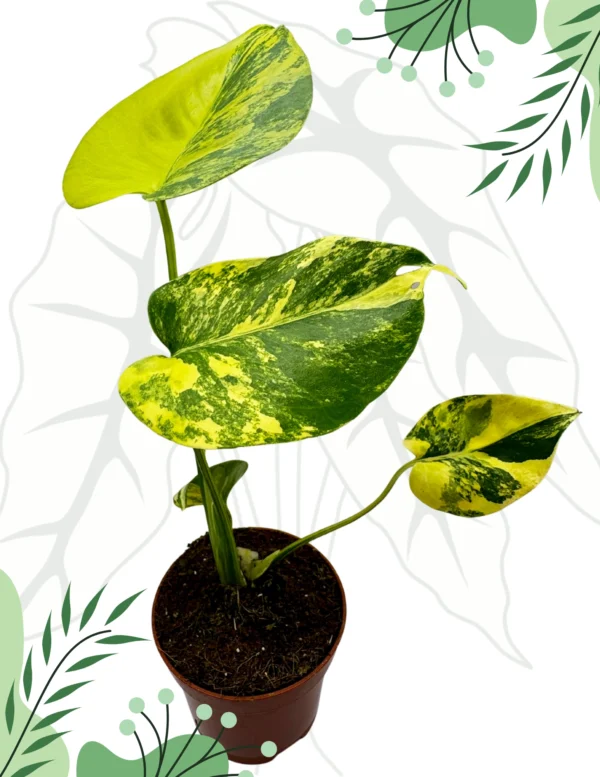 Monstera Yellow Marilyn Variegata Ø-6cm H-20cm