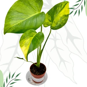 Monstera Yellow Marilyn Variegata Ø-6cm H-20cm