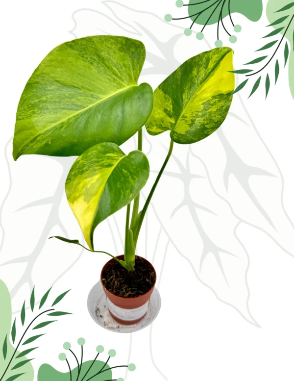 Monstera Yellow Marilyn Variegata Ø-6cm H-20cm