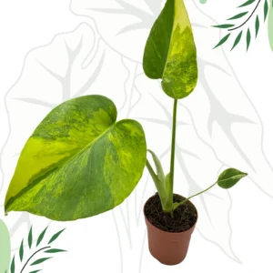 Monstera Yellow Marlyn Variegata Ø-6cm H-20cm