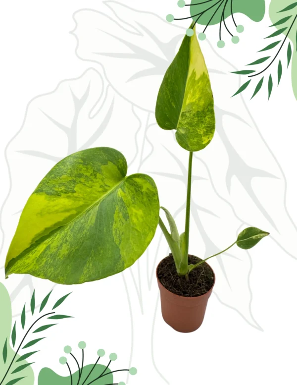 Monstera Yellow Marlyn Variegata Ø-6cm H-20cm