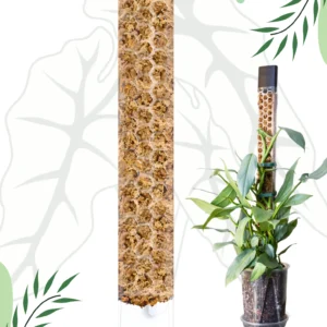 Palik na mech Otwierany od tyłu L - 45 cm Transparentny Podpora dla roślin