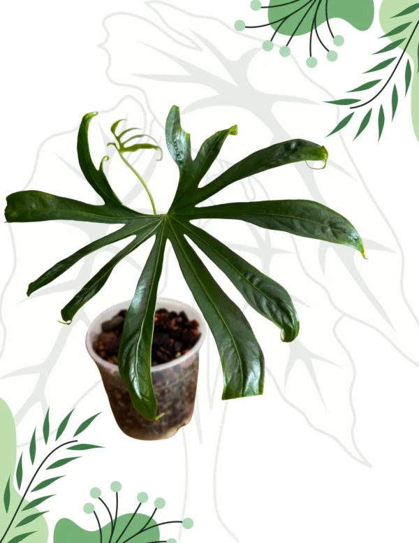 Anthurium Pedatoradiatum Ø-12cm H-20cm - obrazek 7
