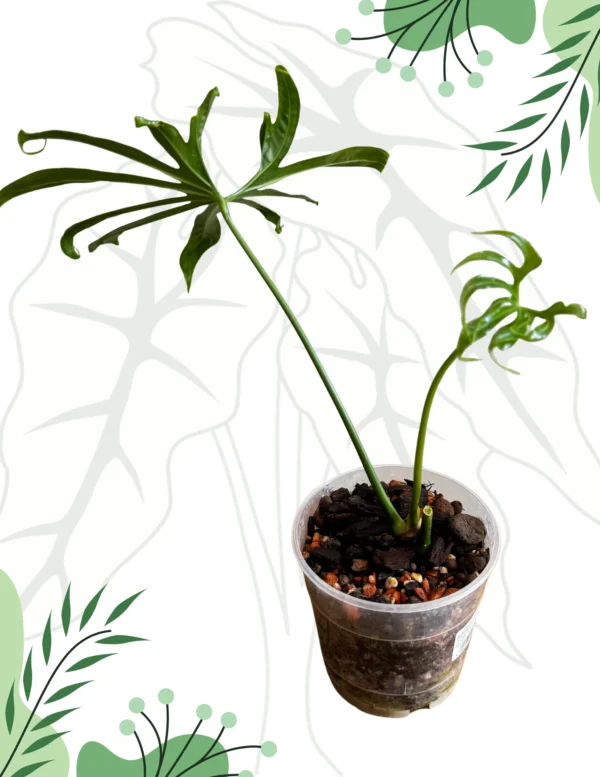 Anthurium Pedatoradiatum Ø-12cm H-20cm - obrazek 6