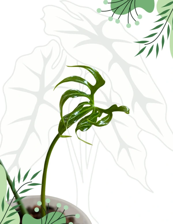Anthurium Pedatoradiatum Ø-12cm H-20cm - obrazek 5