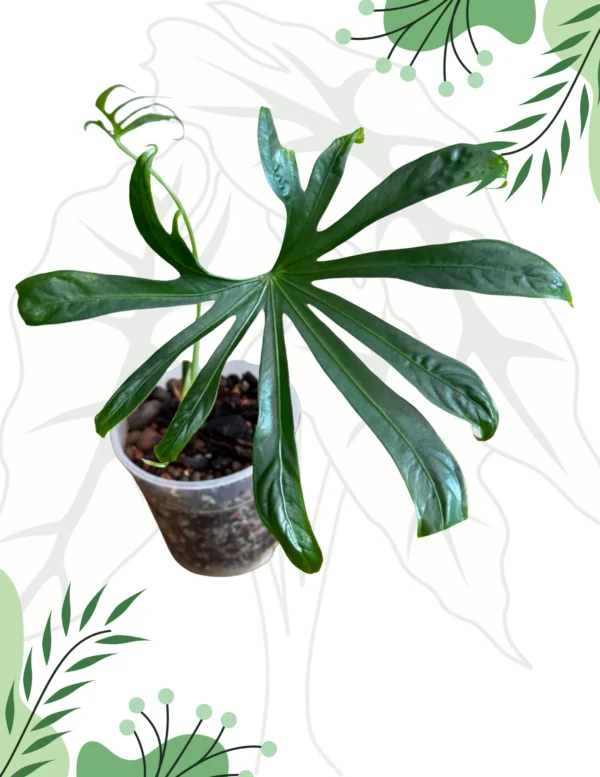 Anthurium Pedatoradiatum Ø-12cm H-20cm - obrazek 4